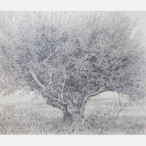 Olive tree drawing. Title: Olive Tree