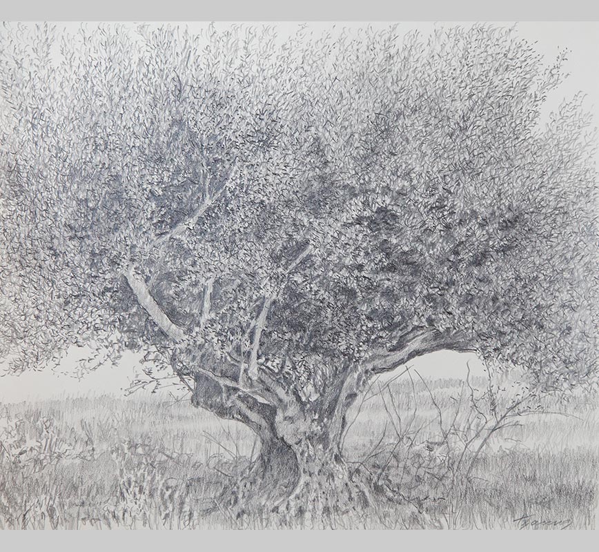 Olive tree drawing. Title: Olive Tree