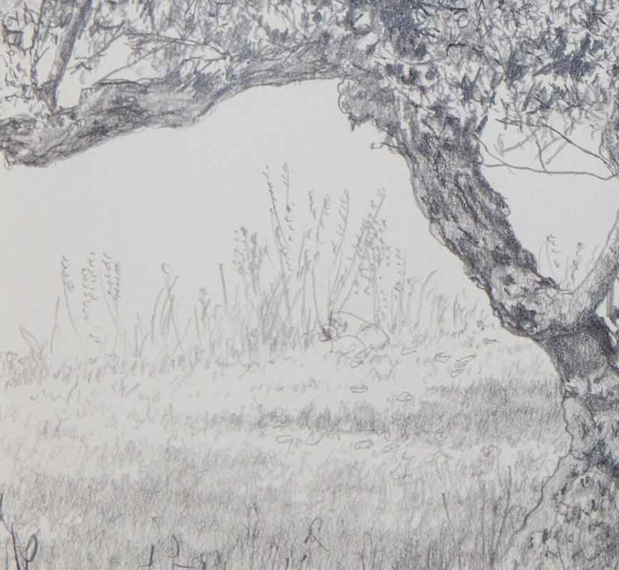 Detail of Olive tree drawing. Title: Olive Tree
