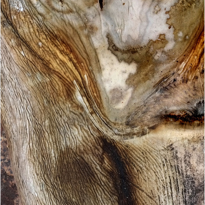 Detail of Perceptual fine art photograph by Enzo Ragazzini from the Creature series: Creature - Agave VII (2014), surface texture and figural emergence