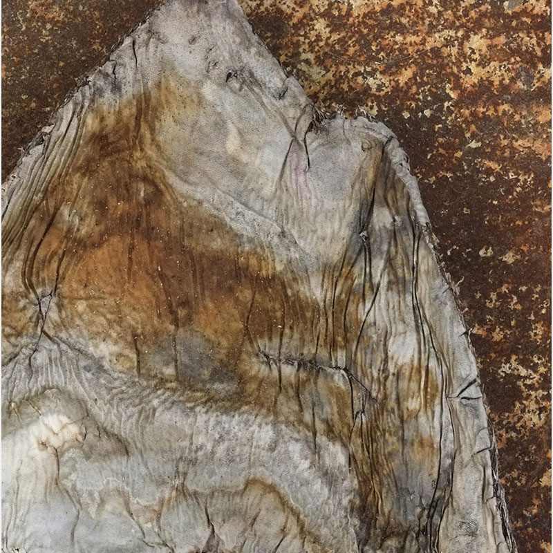 Detail of Perceptual fine art photograph by Enzo Ragazzini from the Creature series: Creature - Agave VII (2014), material and chromatic elaboration