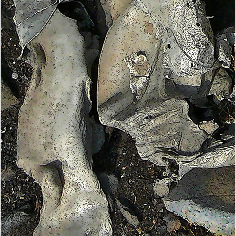 Detail of Perceptual fine art photograph by Enzo Ragazzini from the Creature series: Creature - Metal V (2013), surface texture and figural emergence