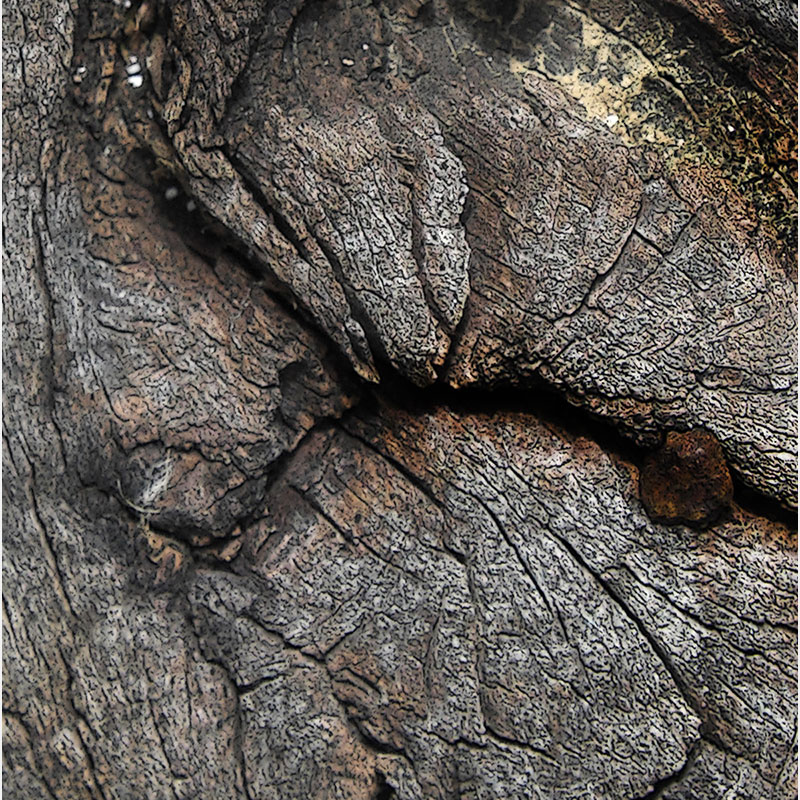 Detail of Perceptual fine art photograph by Enzo Ragazzini from the Creature series: Creature - Wood X (2014), surface texture and figural emergence