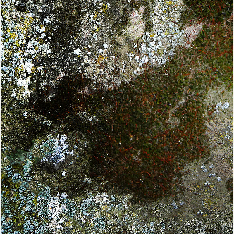 Detail of Perceptual fine art photograph by Enzo Ragazzini from the Creature series: Creature - Wall XII (2014), surface texture and figural emergence