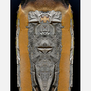 Perceptual fine art photograph by Enzo Ragazzini in which the dry striations of an agave leaf organize through mirroring into an elongated regal crown-like figure. Mainly ochre, silvery gray colors. Title: Creature - Agave VIII. Link to the artwork's dedicated page featuring high-resolution detailed images, full info, and an in-depth analysis of its artistic significance.