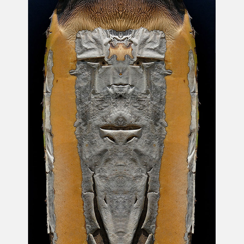 Perceptual fine art photograph by Enzo Ragazzini from the Creature series: Creature - Agave VIII (2014), a mirrored surface activating pareidolia