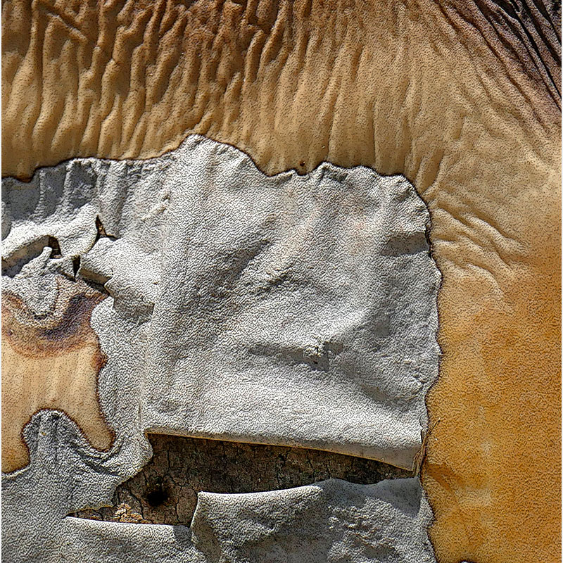 Detail of Perceptual fine art photograph by Enzo Ragazzini from the Creature series: Creature - Agave VIII (2014), a mirrored surface activating pareidolia