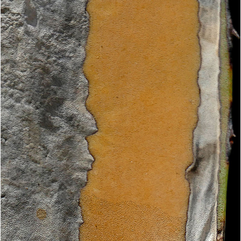 Detail of Perceptual fine art photograph by Enzo Ragazzini from the Creature series: Creature - Agave VIII (2014), material and chromatic elaboration