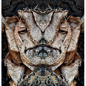 Perceptual fine art photograph by Enzo Ragazzini in which worn fabric threads and folds assemble through mirroring into a layered figural presence of fragile domesticity. Mainly soft brown, muted cream, dark accent colors. Title: Creature - Fabric I. Link to the artwork's dedicated page featuring high-resolution detailed images, full info, and an in-depth analysis of its artistic significance.
