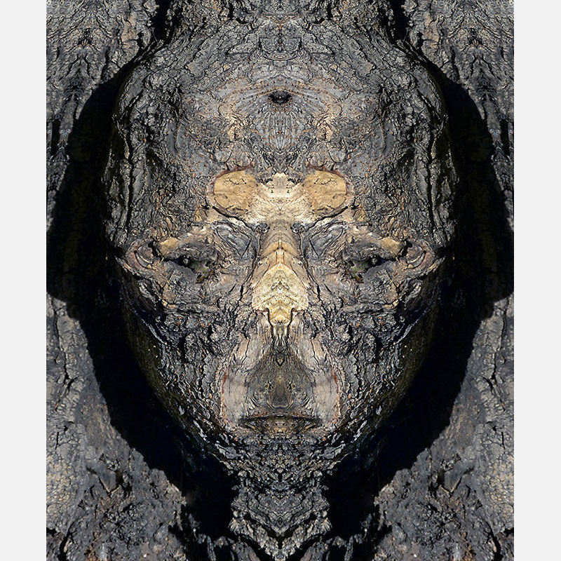 Perceptual fine art photograph by Enzo Ragazzini from the Creature series: Creature - Wood VII (2014), a mirrored surface activating pareidolia