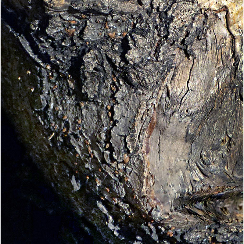 Detail of Perceptual fine art photograph by Enzo Ragazzini from the Creature series: Creature - Wood VII (2014), surface texture and figural emergence