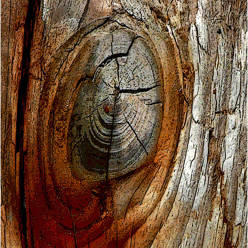 Detail of Perceptual fine art photograph by Enzo Ragazzini from the Creature series: Creature - Wood IX (2014), a mirrored surface activating pareidolia