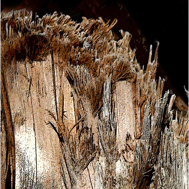 Detail of Perceptual fine art photograph by Enzo Ragazzini from the Creature series: Creature - Wood IX (2014), material and chromatic elaboration