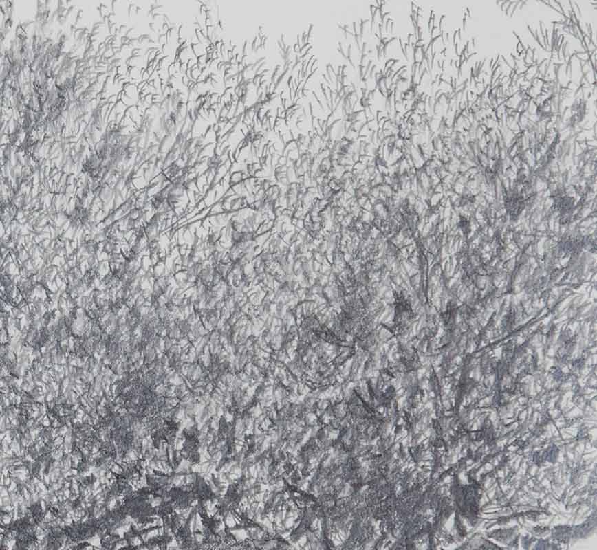 Detail of Olive tree drawing. Title: Olive Tree